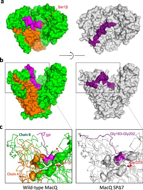 Comparison Of Molecular Surface And Active Site Cavities Of Wild Type