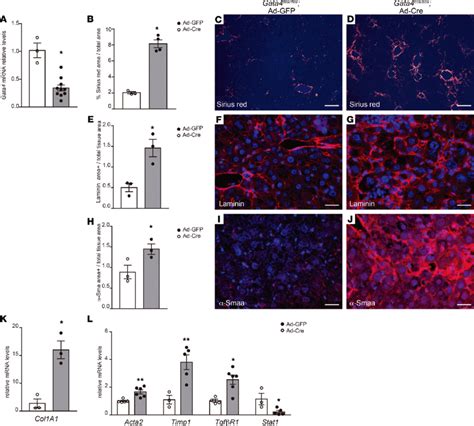 Gata4 Inactivation Induces Liver Fibrosis In Adult Stages A