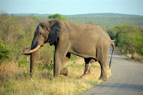 Fotos Gratis Naturaleza Aventuras Fauna Silvestre Manada Mamífero Sabana Llanura