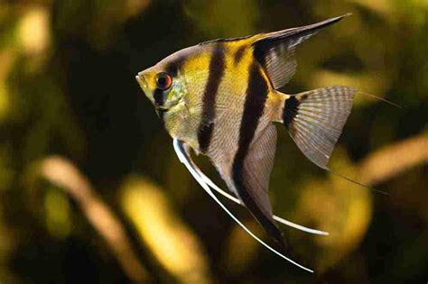 How To Clean Fish Tank Glass White Residue And Algae Removal