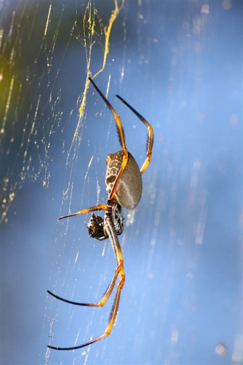 Golden Orb Weavers Nephilidae In North Queensland