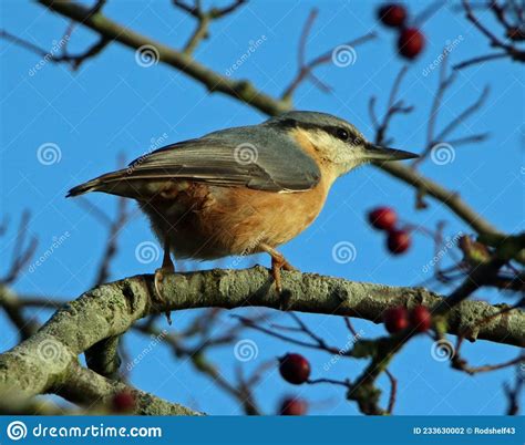 Nuthatch Encaramado Entre Bayas De Espino Dorsal Foto De Archivo