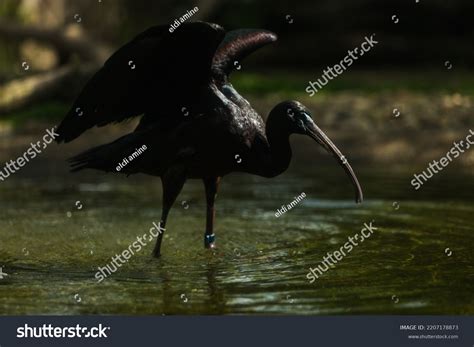 Variety African Birds Birds Africa Amongst Stock Photo 2207178873 | Shutterstock