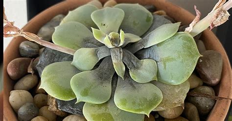 What Is Root Rot In Succulents A Plant Parents Guide To Saving Your