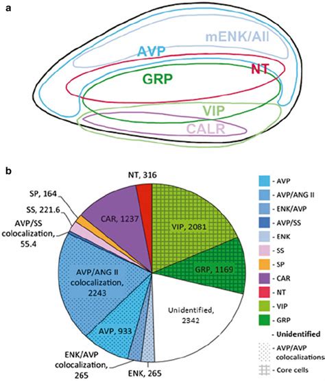 4 Chemoarchitecture of the suprachiasmatic nucleus. ( a ) The ...