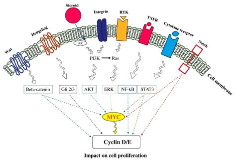 Cancer Cell Signaling Pathways