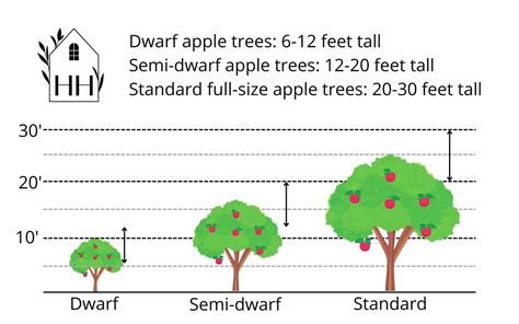 Semi Dwarf Apple Tree