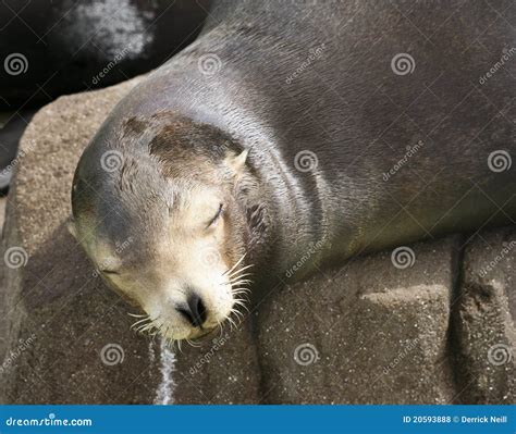 A Close Up Of A Sleepy Sea Lion Stock Photo Image Of Lion Humor