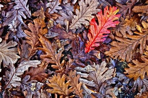 Características De La Hoja De Roble Quercus Y Cómo Identificarlas