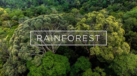 How Many Rainforests Are In Malaysia More Ref