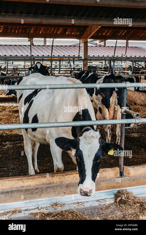 Vache De Veau En Cage S Occuper De L Agriculture Bio Agricole Nourrir