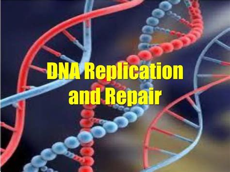 Ppt Dna Replication And Repair Powerpoint Presentation Free Download