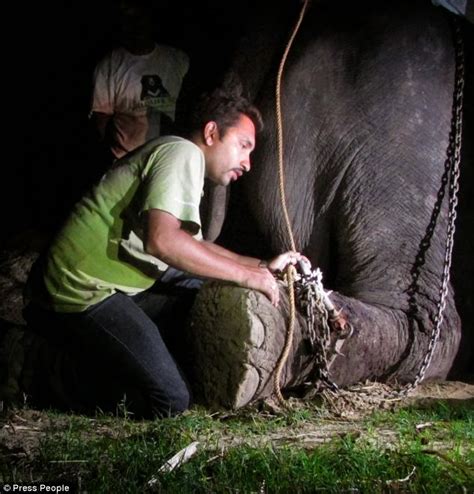 Raju El Elefante Maltratado Que Llor Al Ser Liberado Despu S De