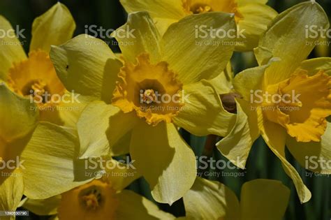 Daffodil Still Life Stock Photo Download Image Now Backgrounds