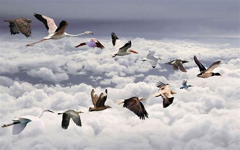 🔥 80 Birds Flying Wallpapers Wallpapersafari