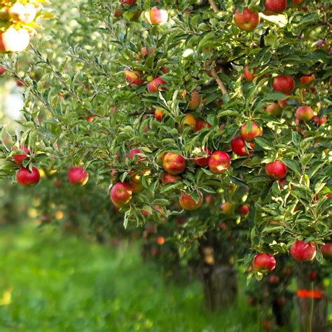 Dwarf Gala Apple Trees For Sale