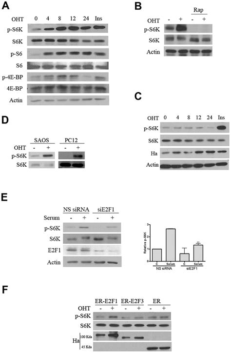 Effect Of E2f1 On Mtor Activity Expression Of The Indicated Proteins