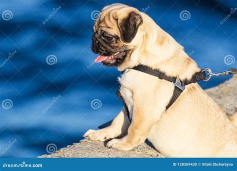 New Born Pug Dog Playing Outdoorsportrait Of Beautiful Male Pug Puppy