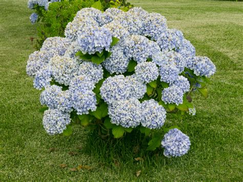 Fotos Gratis Flor Verde Hortensia Flores Arbusto Hortensia