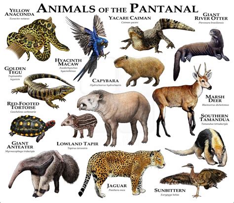 animals of the Pantanal Archives - inkart