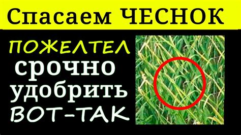 ЧЕСНОК ЖЕЛТЕЕТ - СПАСАЕМ ЧЕСНОК чем полить? - YouTube