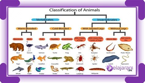 Pengertian Kingdom Animalia Ciri Ciri Klasifikasi Dan Contohnya