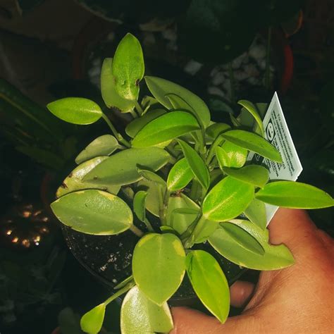 Peperomia Orba Variegata Variegated Teardrop Peperomia In Gardentags