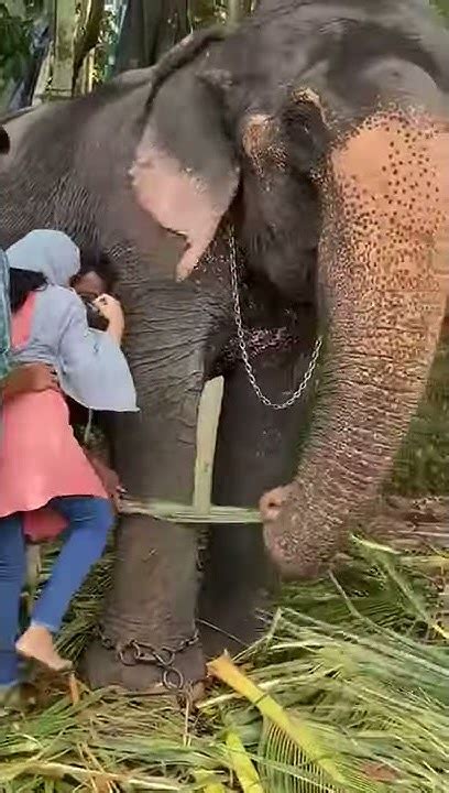 Girl On Elephant Screaming After Setting On It Youtube