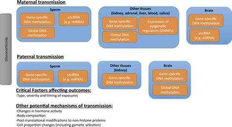 Prenatal Stress Glucocorticoids And Developmental Programming Of The Stress Response