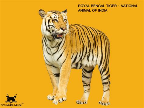 National Animal Of India