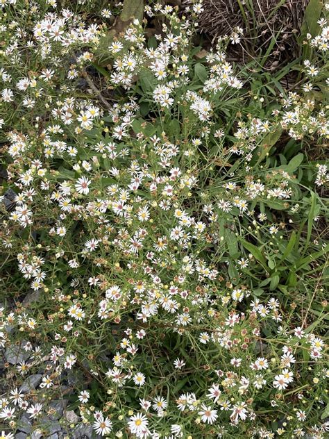 Hairy White Oldfield Aster From Gateway National Recreation Area New