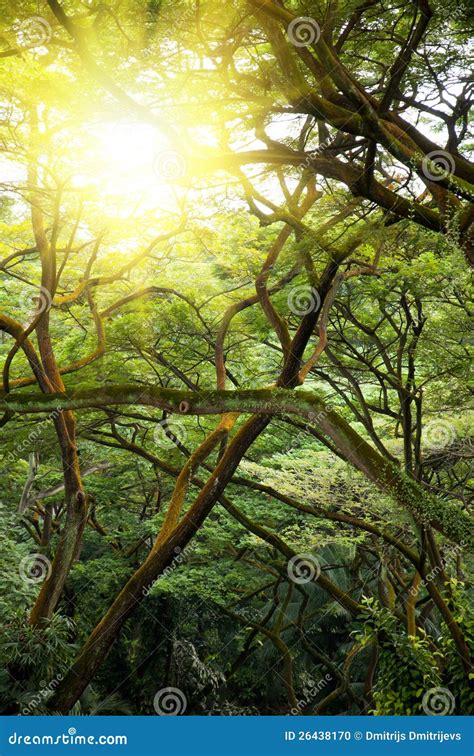Green Jungle Forest With Ray Of Light Stock Photo Image Of