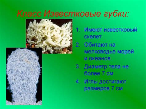 Тип Губки - online presentation