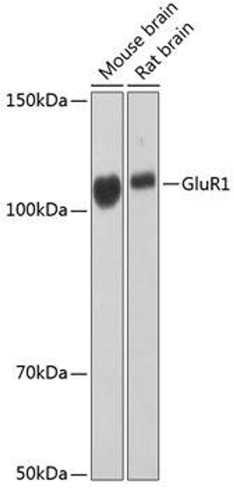 Anti Glur1 抗体 抗体 Assay Genie