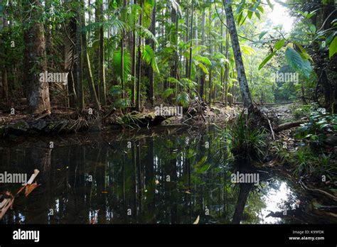 Subtropical Rainforest By A Creek In Yarriabinni National Park Nsw