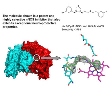 Nitric Oxide Synthase – Welcome to the Poulos Lab