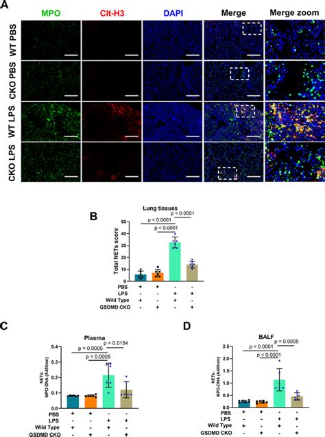 Genetic Deletion Of Gsdmd In Neutrophils Reduces Net Formation In Vivo