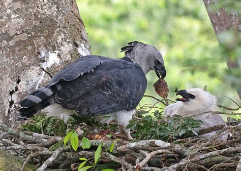 Harpia Tamanho E Peso - Ficha Técnica da Harpia: Peso, Altura, Tamanho e Imagens | Mundo Ecologia