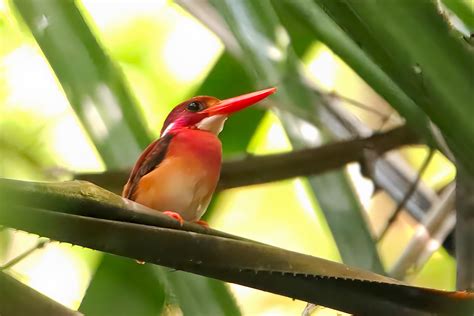 South Philippine Dwarf Kingfisher Ceyx Mindanensis Flickr