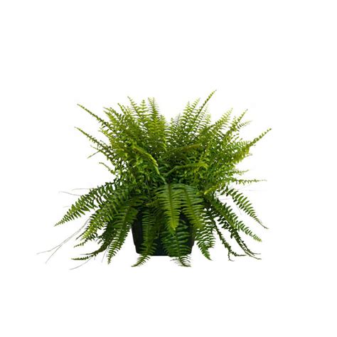 Boston Fern Hanging Basket in 10" Pot | Shop Online – Plants by Mail