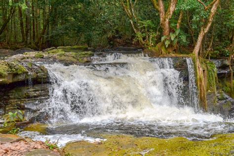 Ab Manaus Tagestour Presidente Figueiredo Wasserfälle GetYourGuide