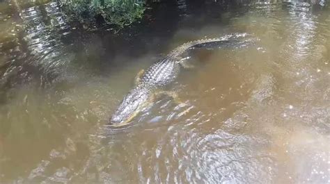 Miracle as frozen alligator survives being found totally submerged in ...