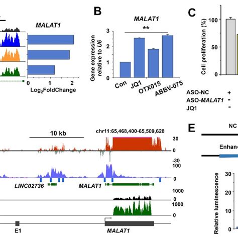 Differential Lncrna Expression In Jq1 Treated Hepg2 Cells A Hepg2 Download Scientific