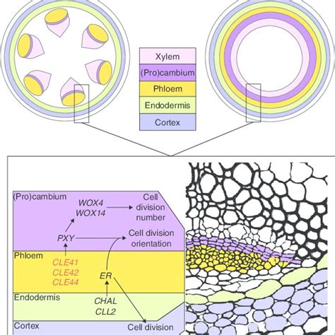 Procambium and cambium asymmetric divisions. (A) Diagram of a ...