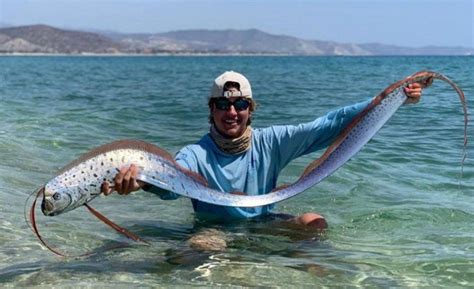 Pez remo aparece en playas de México y joven lo rescata Grupo Milenio