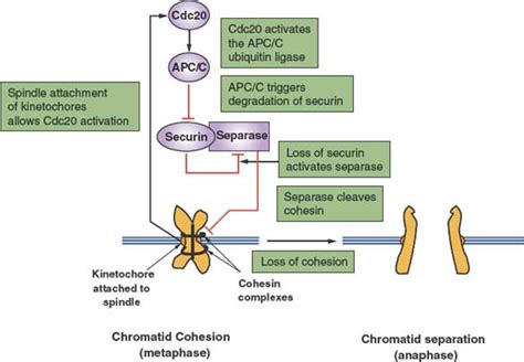 Cell Cycle Oncohema Key