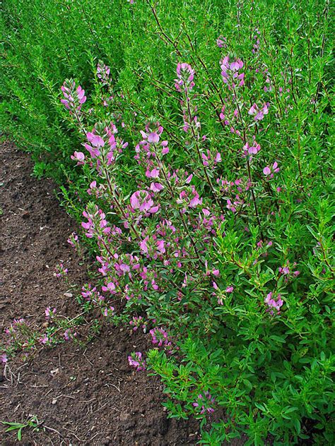 Hauhechel Dornige Wild Bienenfreundliche Staude F R Den Garten