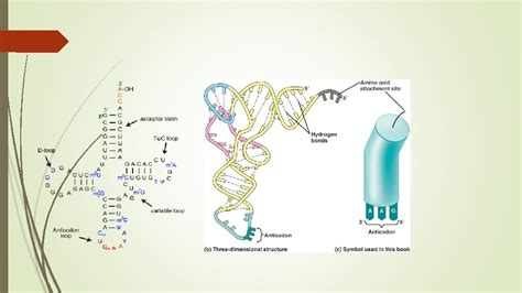 Polypeptide Synthesis Making Proteins Dna Controls The Cell