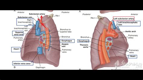 Lungs Mediastinal Impressions 5 YouTube