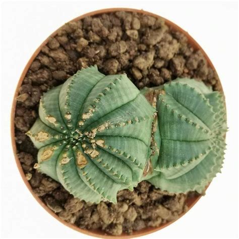 Euphorbia Obesa Tiger Form F Dicotomica Rare Form 10 Cm